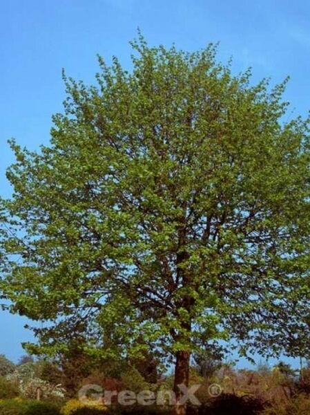 Tilia europaea 'Zwarte Linde' / Holländische Linde 'Zwarte Linde' / Schwarze Linde