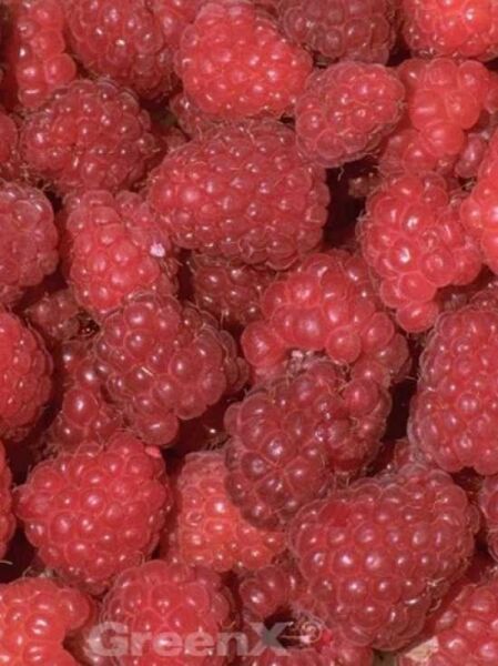 Rubus idaeus 'Schönemann' / Himbeere 'Schönemann', Nahaufnahme reifer roter Himbeerfrüchte am Strauch