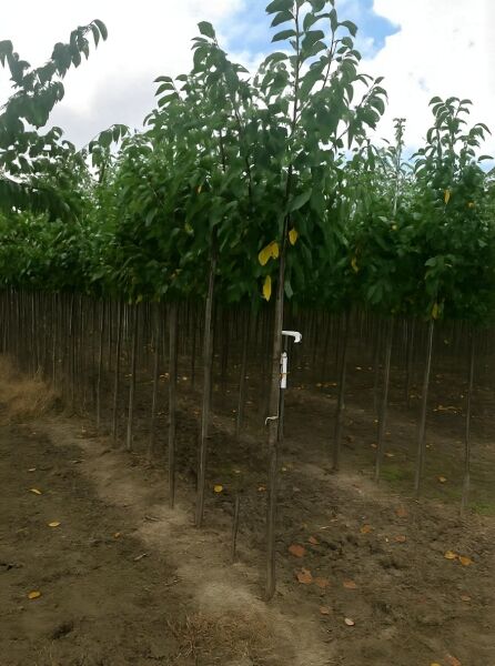 Prunus domestica 'Wangenheims Frühzwetschge' / Wangenheims Frühzwetschge Hochstamm 10-12 StU, mit Stamm und Laubkrone im Feld.