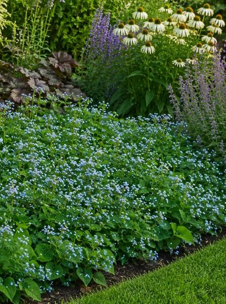 Kaukasus-Vergißmeinnicht 'Caucasian Carpet' - Brunnera macrophylla 'Caucasian Carpet'