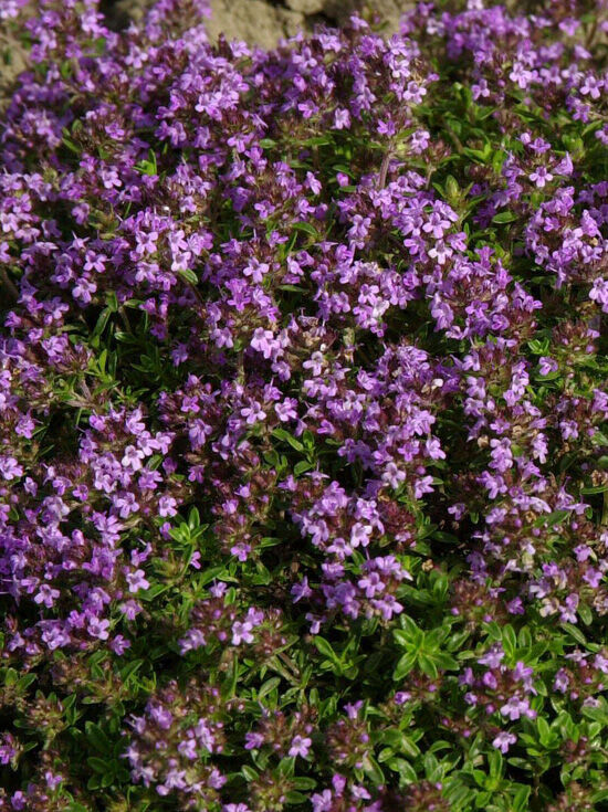 PolsterTeppich 'Purpurteppich' / Thymus praecox 'Purpurteppich' kaufen