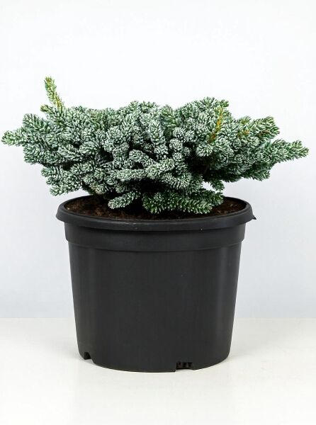 Eissilberne Zwerglockentanne Abies koreana 'Kohouts Icebreaker', kompakter Nadelbusch im Topf, 25–30 cm breit, C12