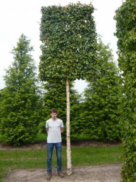 Gold-Birke, Ermans-Birke 'Hochstamm-Spalier' H:240 B:160 T:20 (Stamm 270 cm) / Gold-Birke, Ermans-Birke 'Hochstamm-Spalier' H:240 B:160 T:20 (Stamm 270 cm)