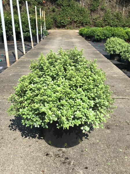Pittosporum tenuifolium 'Silver Ball' / Schmalblättriger Klebsame 'Silver Ball' im Topf, kompakter Strauch mit graugrünem Laub