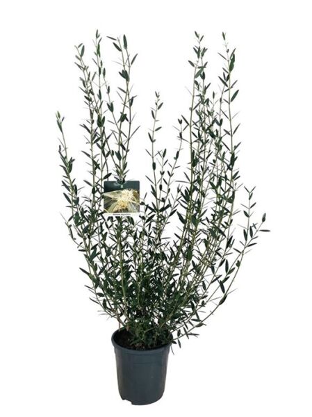 Schmalblättrige Steinlinde - Phillyrea angustifolia