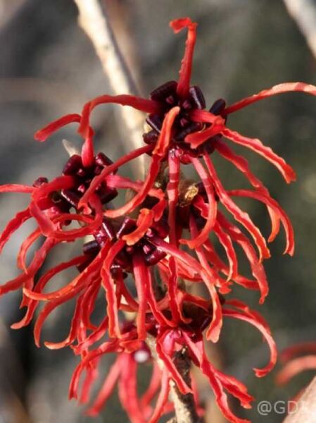 Zaubernuss 'Diane' / Hamamelis intermedia 'Diane'