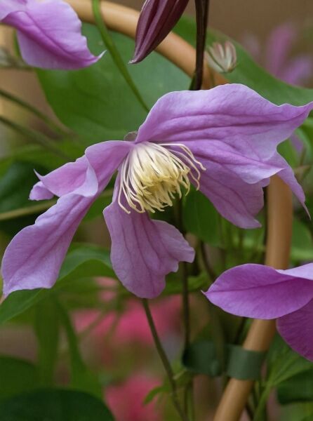 Waldrebe Clematis 'Sweetheart' PBR mit violettrosa Blüte und hellen Staubgefäßen, Klettertrieb mit grünen Blättern