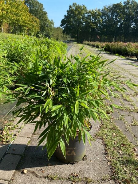 kleiner Formschnittbambus 'Moontears' ® / kleiner Formschnittbambus 'Moontears' ®