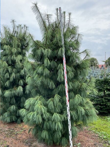 Pinus wallichiana (Tränen-Kiefer), 250–300 cm mit Db., mehrstämmige Kiefer mit langen, hängenden Nadelbüscheln.