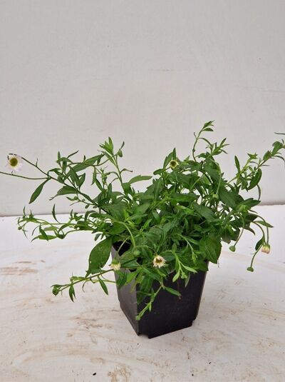 Spanisches Gänseblümchen (Erigeron karvinskianus) 'Blütenmeer' im P9-Topf, grüne Triebe mit kleinen weißen Blütenknospen.