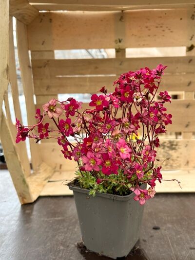 Moos-Steinbrech Saxifraga arendsii 'Purpurteppich' P9 im Topf mit zahlreichen purpurfarbenen Blüten und grünem Laub