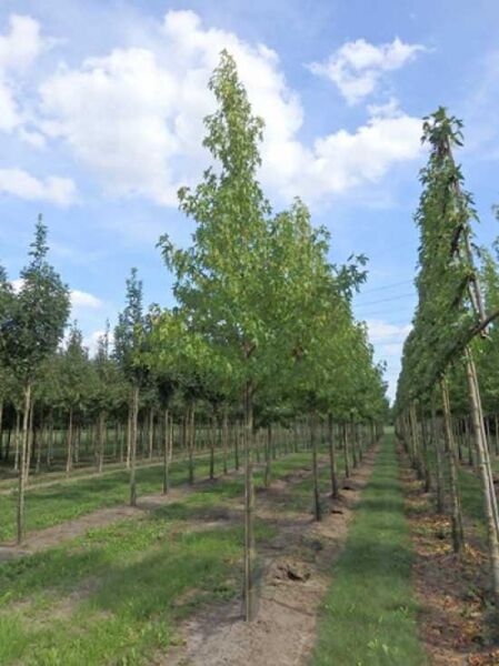 Amberbaum 'Worplesdon' / Liquidambar styraciflua 'Worplesdon'