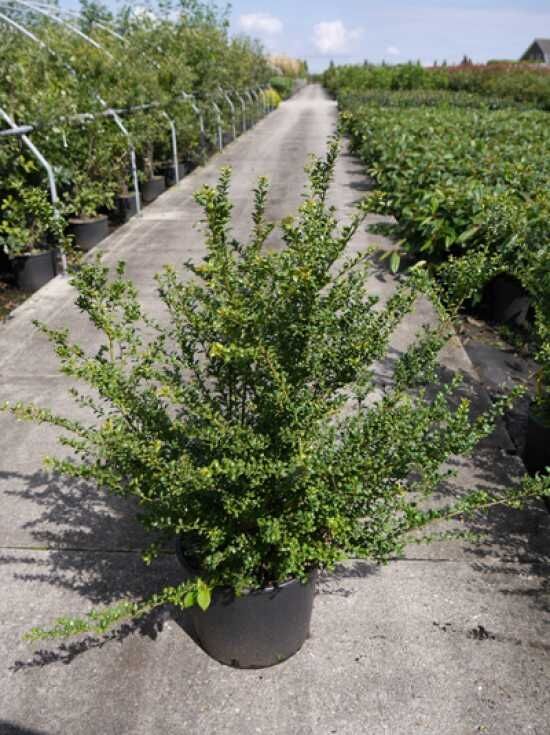 Lffel-Ilex / Japanischer Ilex 'Convexa' - Ilex crenata 'Convexa'