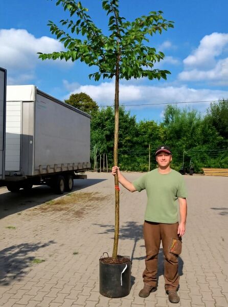 Prunus yedoensis (Tokio-Kirsche) Hochstamm 14-16 StU im Container mit grünem Laub, schlankem Stamm und Krone.