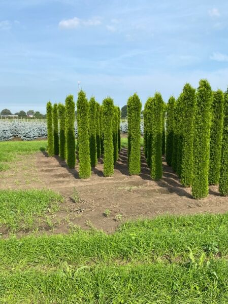 Lebensbaum 'Smaragd' Toskanasäule / Lebensbaum 'Smaragd' Toskanasäule