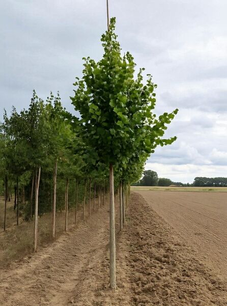 Kaiser-Linde Hochstamm Tilia europaea 'Pallida' (syn. Tilia intermedia 'Pallida') 16-18 StU mit rundlicher Krone im Feldbestand
