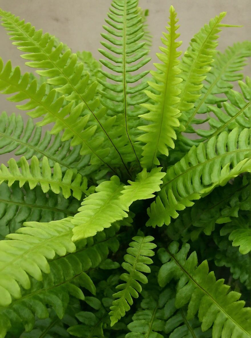 Rippenfarn / Gewhnlicher Rippenfarn / Europa-Rippenfarn - Blechnum spicant