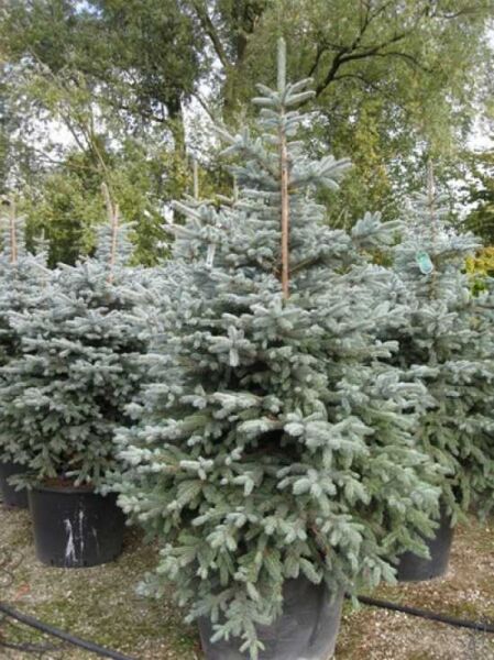 Picea pungens 'Fat Albert' / Blaue Stech-Fichte 'Fat Albert' 175-200 cm C160, buschige blaue Nadelfichte im Container