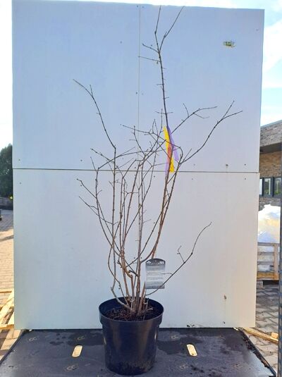 Chimonanthus praecox, Chinesische Winterblüte, 60-80 cm im C15-Topf, mehrtriebiger Strauch mit kahlen Zweigen und Etikett.