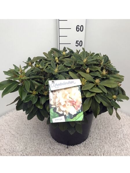 Rhododendron 'Golden Torch' (Rhododendron yakushimanum) 40-50 cm C20 im Topf, kompakter Strauch mit grünen Blättern und Knospen.