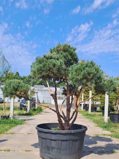 Strauch-Wald-Kiefer - Pinus sylvestris 'Watereri' 250 cm breit x 170 cm hoch (876380)