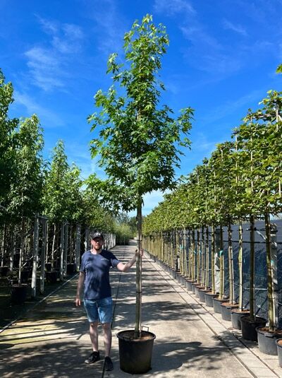 Amberbaum 'Worplesdon' / Amberbaum 'Worplesdon'