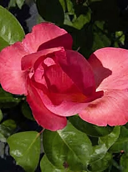 Edelrose 'Aachener Dom' / Edelrose 'Aachener Dom'