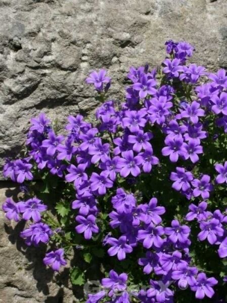 Dalmatiner-Polster-Glockenblume / Dalmatiner-Polster-Glockenblume