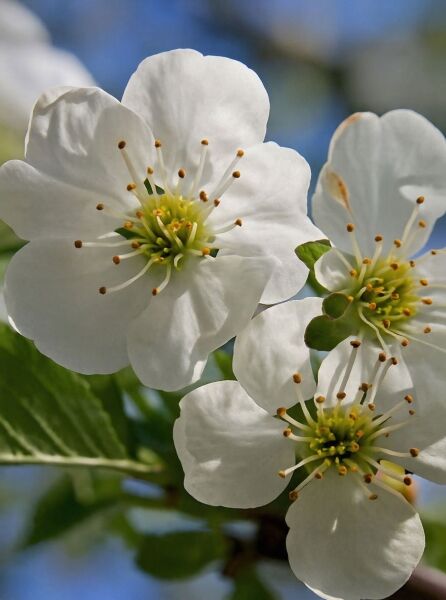 Prunus cerasus 'Morellenfeuer' / Sauerkirsche 'Morellenfeuer' mit weißen Blüten und gelben Staubgefäßen am Zweig