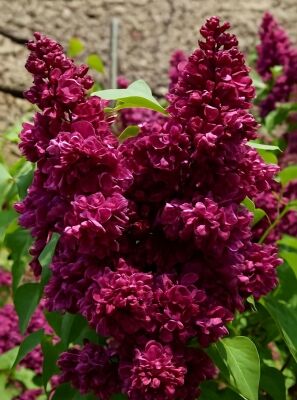 Gartenflieder / Gewhnlicher Flieder / Edelflieder 'Charles Joly' - Syringa  vulgaris 'Charles Joly'