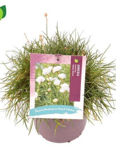 Weiße Grasnelke / Grasnelke / Armeria maritima 'Alba'