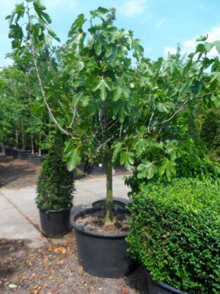 Echter Feigenbaum / Feige / Echter Feigenbaum / Feige