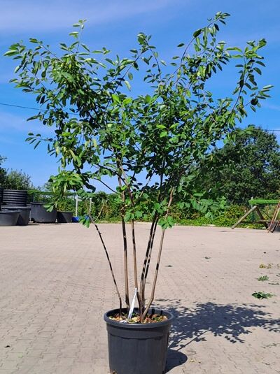 Kupfer-Felsenbirne 200 - 250 cm Schirmform / Amelanchier lamarckii (1577175)
