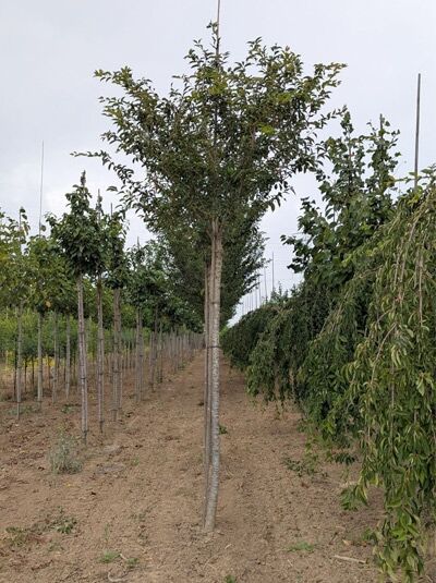 Prunus x hillieri 'Spire' / Zierkirsche 'Spire' Hochstamm 12-14 StU mit Drahtballen, Baum mit schlanker Krone im Feld