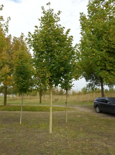 Spitz-Ahorn Acer platanoides 'Cleveland', Hochstamm 30-35 StU, Baum mit geradem Stamm und dicht belaubter Krone.