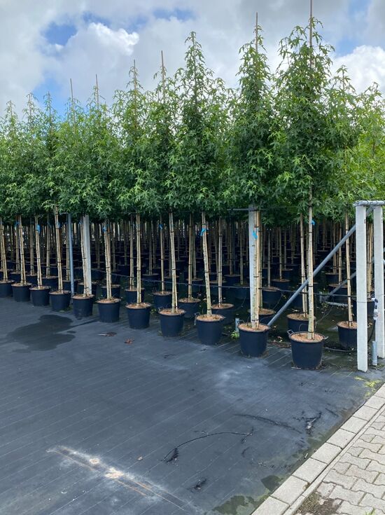 Amberbaum 'Worplesdon' / Liquidambar styraciflua 'Worplesdon' kaufen