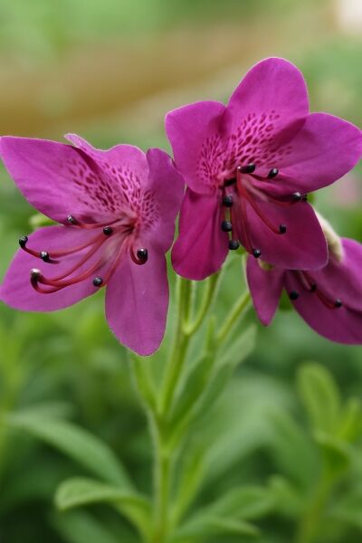 Zwerg-Rhododendron / Zwerg-Rhododendron
