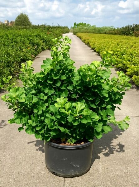 Kugel-Ginkgobaum Ginkgo biloba 'Mariken', 40-50 cm, C20-Topf, kompakter Strauch mit fächerförmigen grünen Blättern.