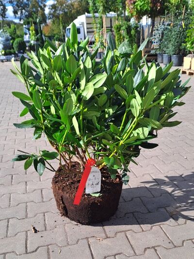 Catawba-Rhododendron 'Grandiflorum' (Rhododendron catawbiense) 50–60 cm, Solitär im Ballen, grünes Laub, mehrtriebig.