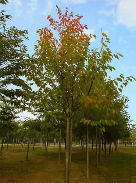Prunus padus (Trauben-Kirsche) Hochstamm 16-18 StU mit Drahtballen, belaubter Baum mit aufrechtem Stamm und Krone.