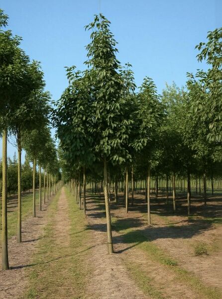 Weiß-Esche Fraxinus americana 'Autumn Applause' Hochstamm 18-20 StU mit Drahtballen, mit aufrechter Krone im Feld.