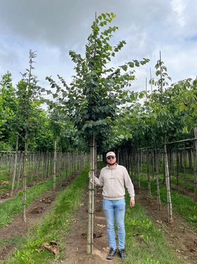 Mongolische Linde ’Buda’ / Mongolische Linde ’Buda’