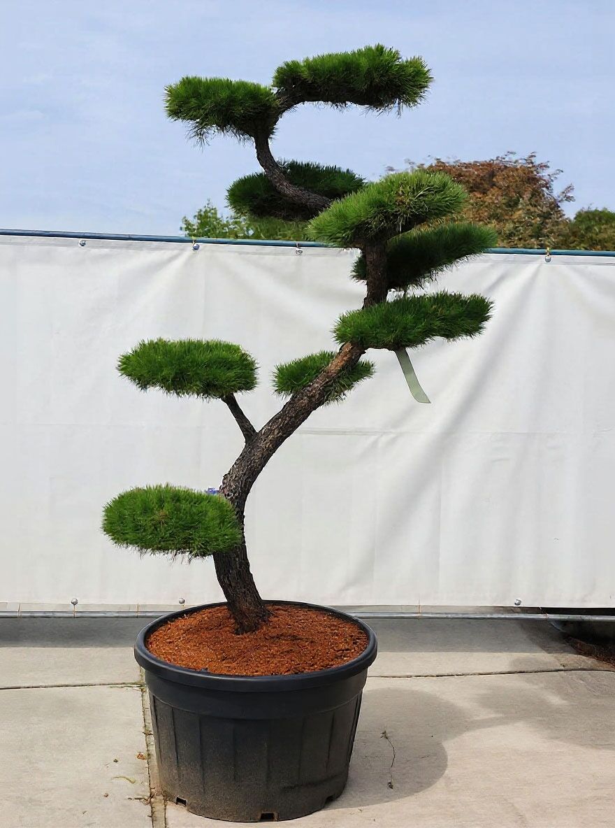 Garten-Bonsai (546103) - Larix kaempferi H: 200 cm - Baumschule NewGarden