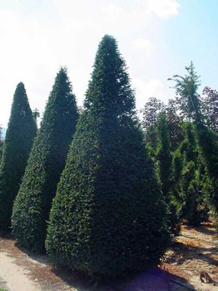 Taxus baccata 'Pyramide' / heimische Eibe 'Pyramide'