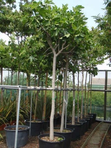 Echter Feigenbaum / Feige / Echter Feigenbaum / Feige