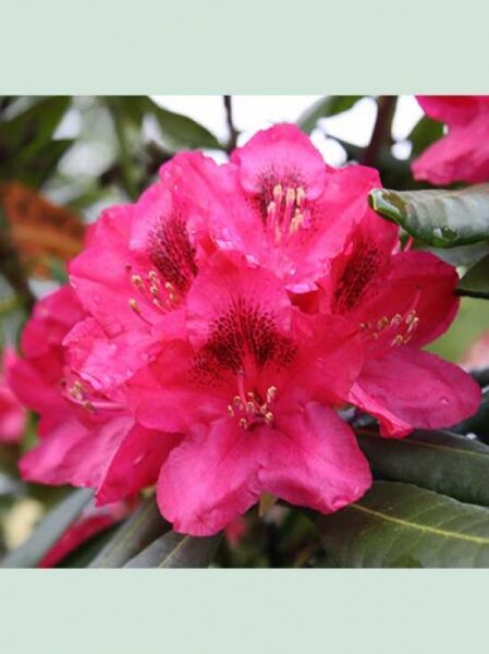 Rhododendron Hybride 'INKARHO Nova Zembla' / Rhododendron 'INKARHO Nova Zembla'