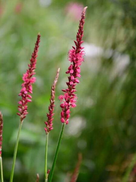 Persicaria amplexicaulis 'Speciosa' / Kerzen-Knöterich 'Speciosa' mit aufrechten, rosafarbenen Blütenkerzen und grünen Stielen