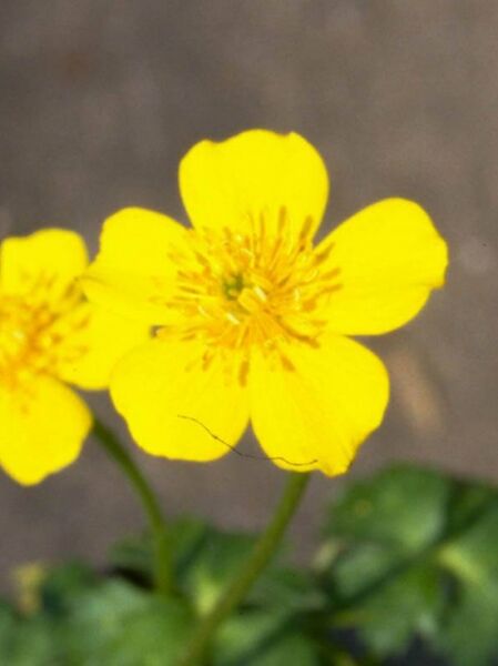 Zwergige Himalaja-Trollblume, Zwergige Himalaya-Trollblume / Trollius pumilus