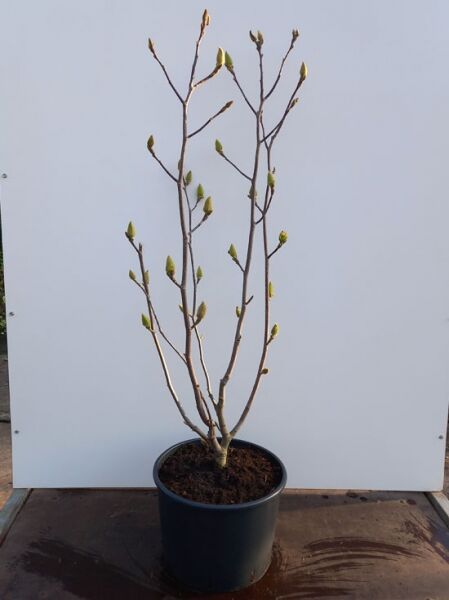 Magnolia 'Satisfaction' / Großblütige Säulen-Magnolie 125-150 cm C35, mehrtriebige Jungpflanze im Container mit Knospen