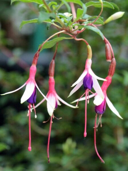 Scharlach Fuchsie 'Arauco' / Fuchsia magellanica 'Arauco'